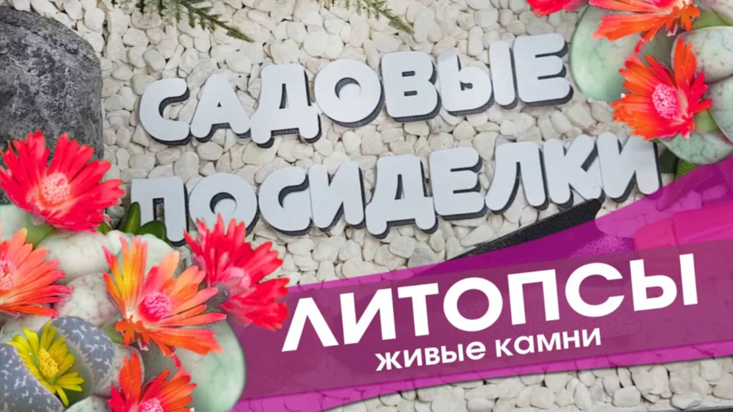 Литопсы  - секреты ухода и выращивания в домашних условиях. Проверенный способ пересадки.