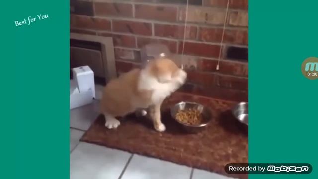 Приколы про кошек челендж кто засмеётся тот дурак