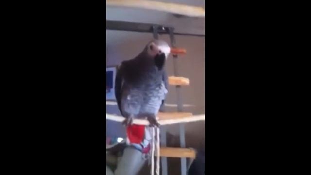 Приколы с Попугаеми #1