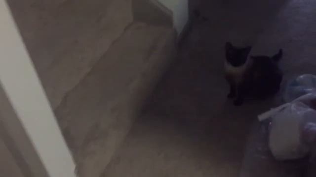 Обнаглел ?=^..^= СИАМСКИЕ КОШКИ