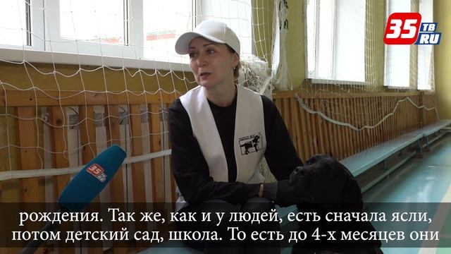 Больше, чем просто пес учащихся Грязовецкой школы-интерната познакомили с работой собак-поводырей