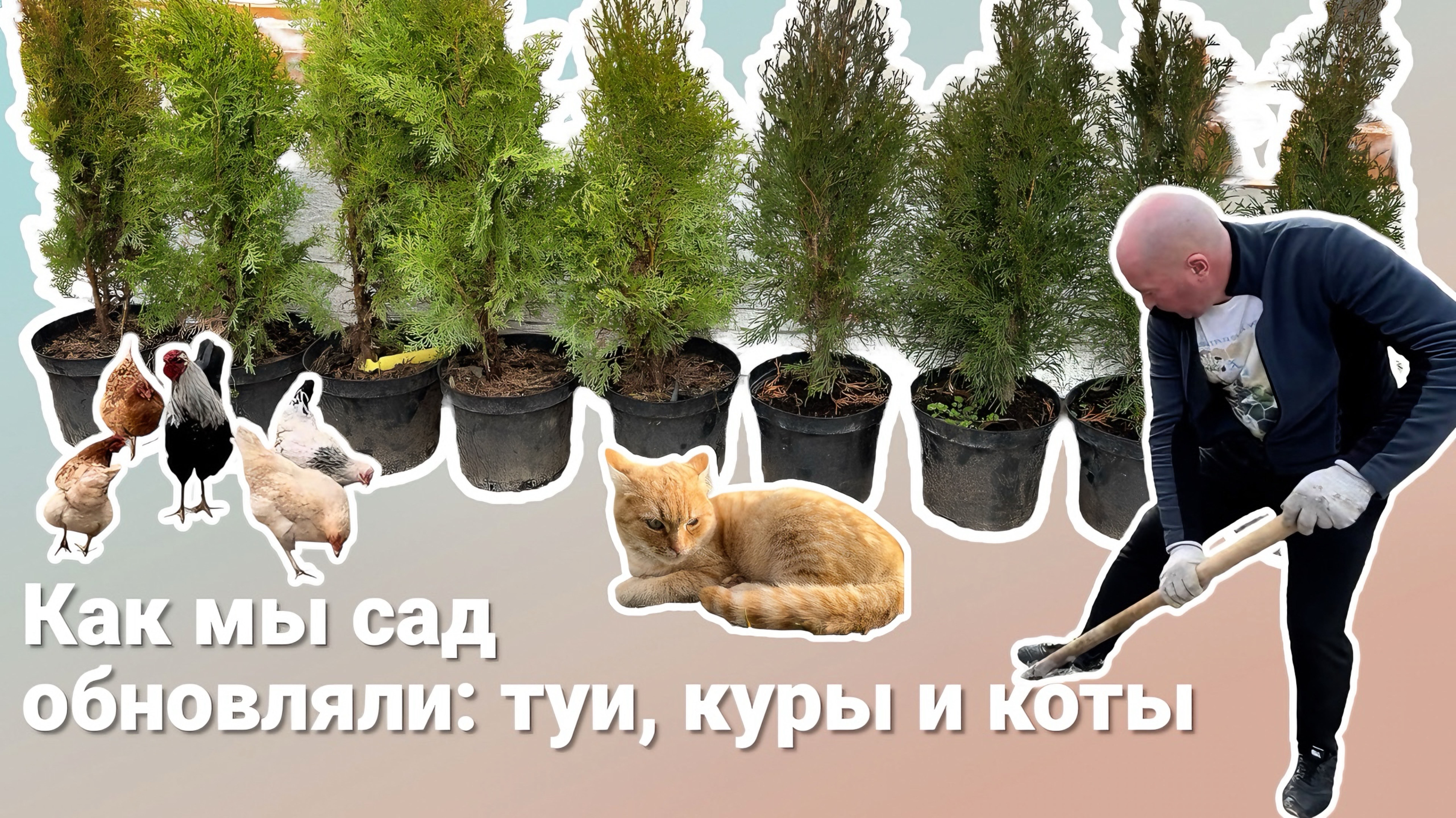 Как мы сад обновляли: туи, куры и коты.