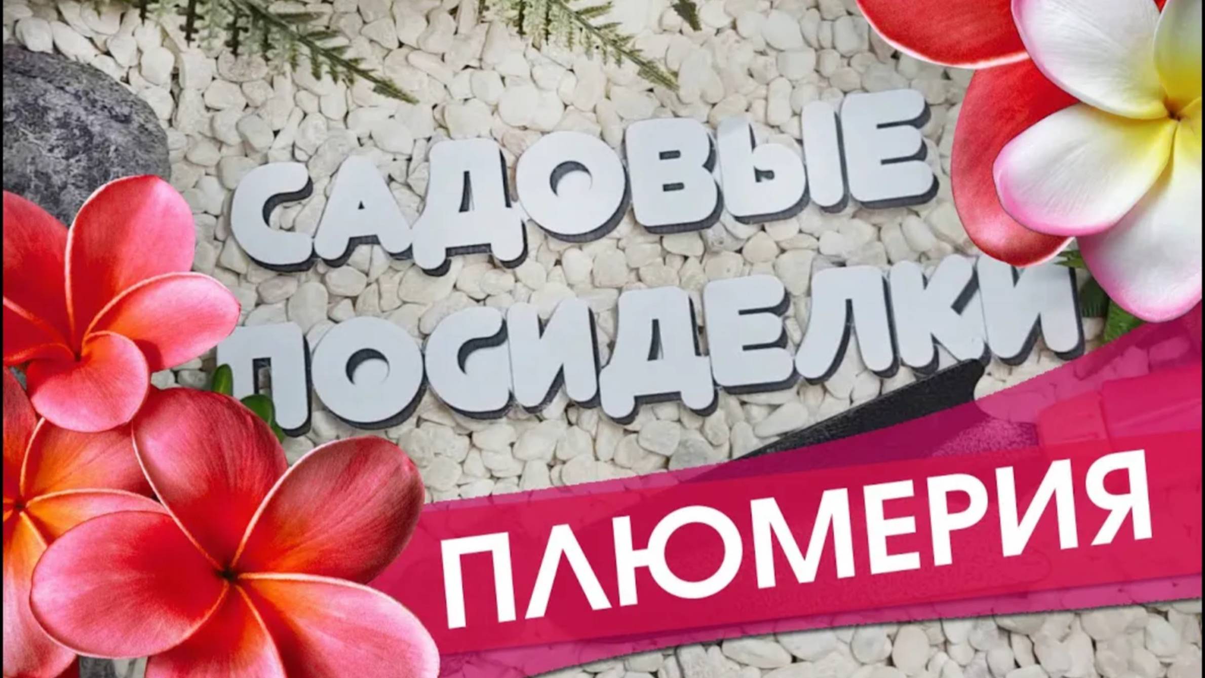 Плюмерия - секреты ухода и выращивания в домашних условиях. Проверенные способы  укоренения.