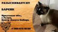 Пропал кот! БАРСИК. Иркутская обл, г. Тулун
