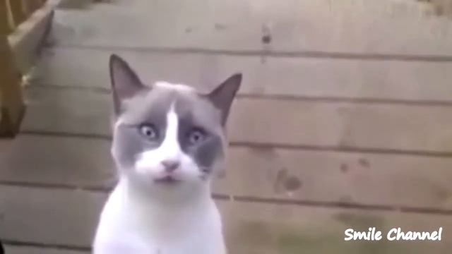 Лучшие приколы интернета:) №8