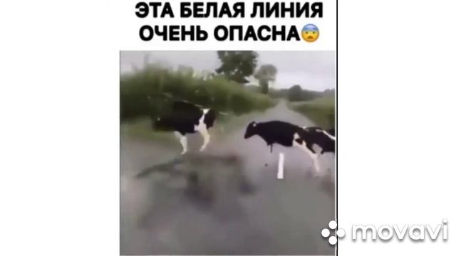 Смешные коровы