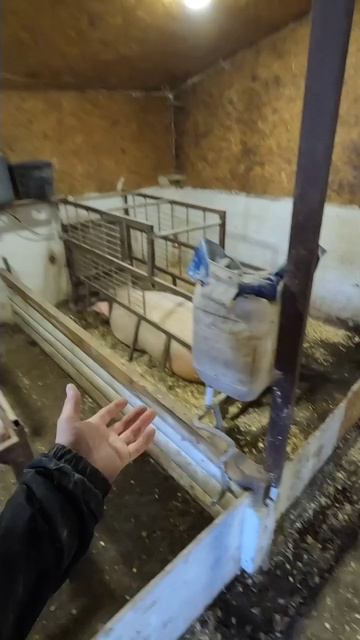 Рассказываю о поросятах в хозяйстве