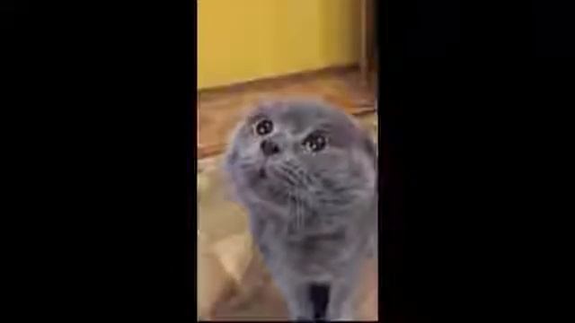 Прикол | кот говорит прикин ;;))