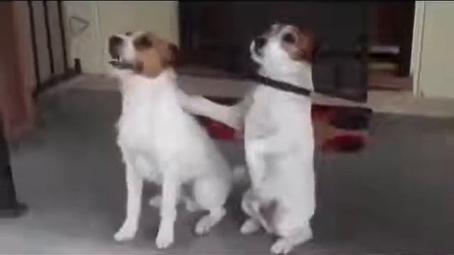 Реально Прикольная собака!