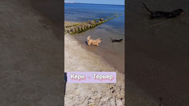 Тиша и друзья)#sobaka#животные#веселаясобака#прикол#shorts#собака#taksa#такса