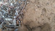 Abelhas solitárias do Brasil
