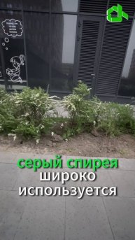 300 КУСТОВ СПИРЕИ СЕРОЙ: ПРЕОБРАЖЕНИЕ НАШЕГО ДВОРА! #Озеленение #Спирея #шортс #жкх