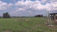 Девять соток гречихи для новопоселенца. 23.06.2016