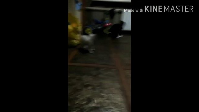 ПРИКОЛЫ С Зефиром и Чипом