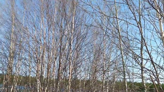 22 мая  Тарко Сале  На окуневке