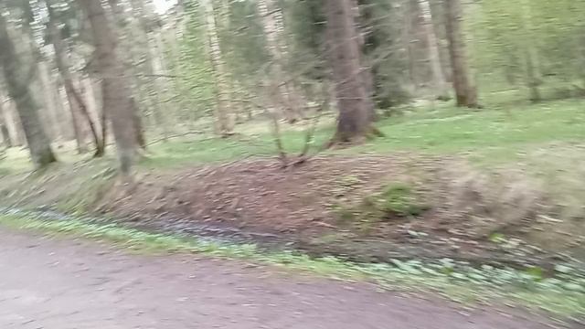 Павловск в видео
