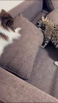 Доброе утро от Sara-jaguar #детеныш #ягуар #сладкаябулочка #котики #животные #шпиц
