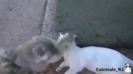 Смешные животные/ржака/попробуй не засмеяться/приколы 2025 ССЫЛКА В ОПИСАНИИ!