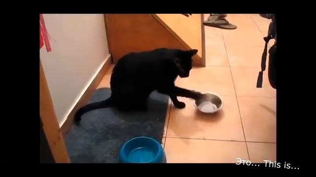 Прикольные кошки видео смотреть :).