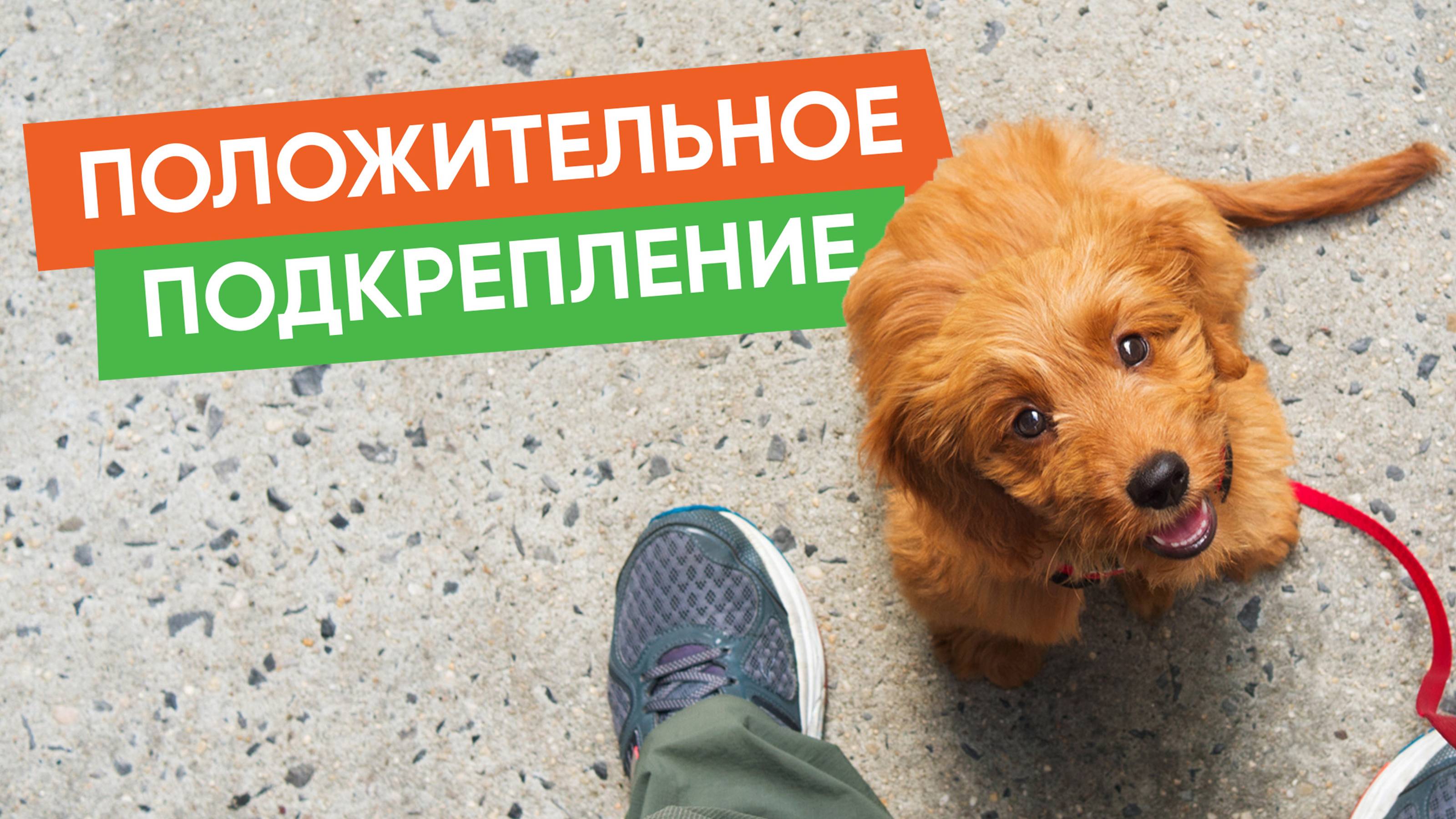 Как правильно поощрять питомца, используя положительное подкрепление