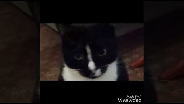 БЕЗ КОТА И ЖИЗНЬ НЕ ТА 🐈
