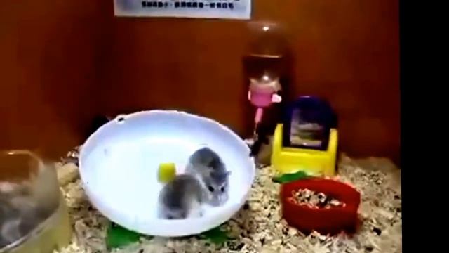 Прикол - Веселые грызуны