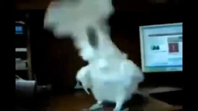 Parrot and hard rock!! (Попугай и тяжелый рок!!)