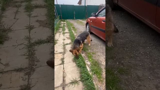 Земляника прогулка