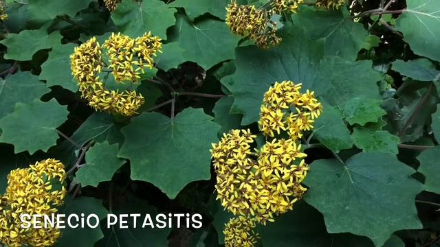Senecio petasites. Garden Center online Costa Brava - Girona.