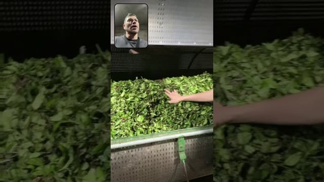 На чайном заводе