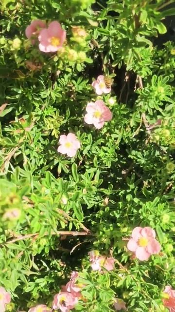 #Potentillas #cinquefoils #fivefingers#silverweeds #youtube #youtubeshorts #ytshorts#botany #flower