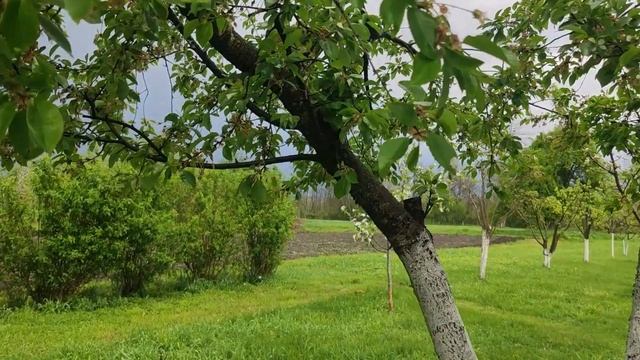 Кубань. Конец апреля.