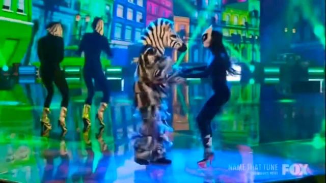 Zebra dances to “Magalehna” by Sergio Mendes