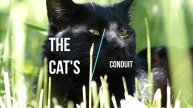 Story # 21 : The Cat's Conduit
