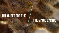 Story # 20 : The Quest for the Magic Cactus