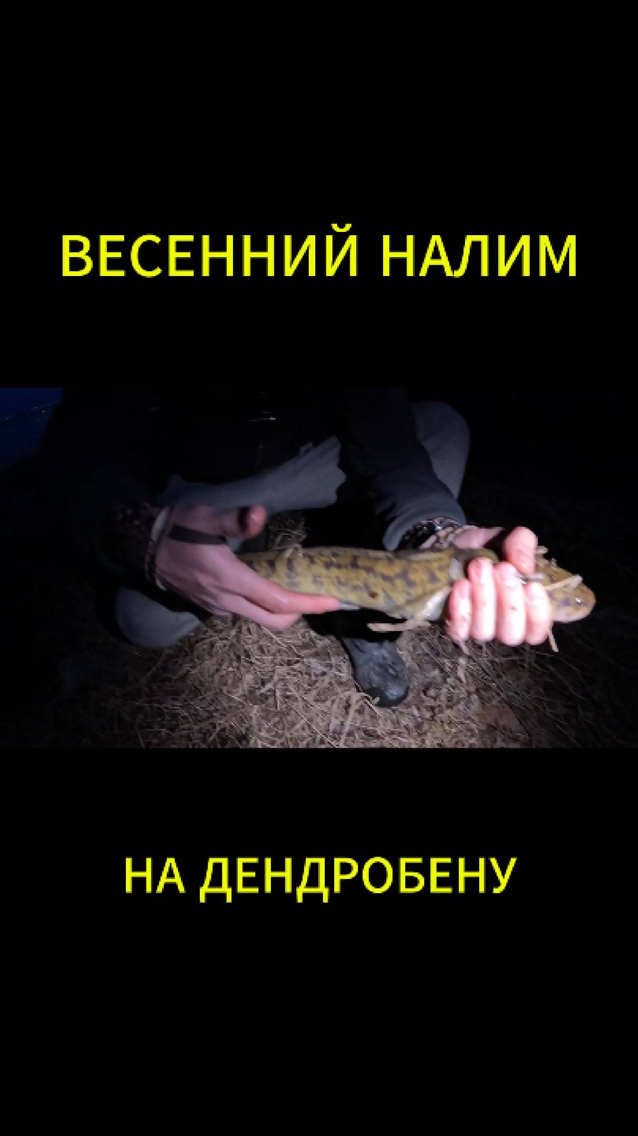 Весенний налим на дендробену