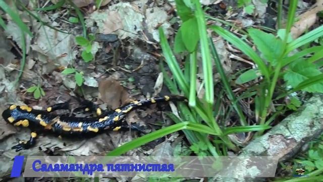 Поход по Карпатам. Полонина Боржава. 1-8 мая 2016© www.po-ua.com, клуб Пешком по Украине
