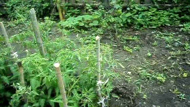 Дача-уходи красиво