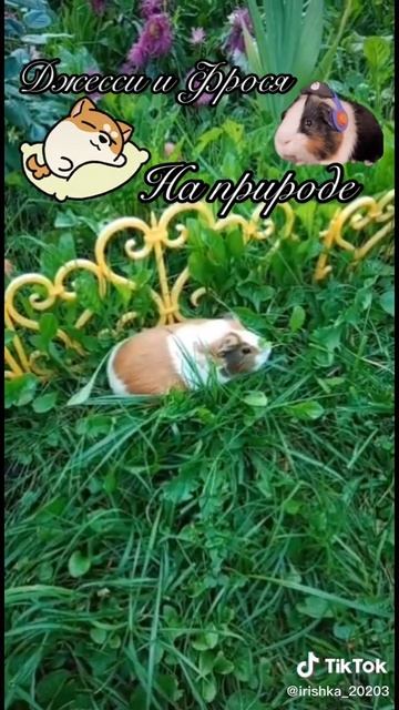 животные мои