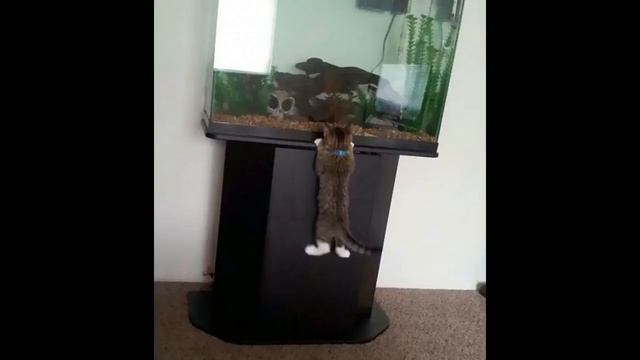 Приколы с котами и смешная озвучка животных
