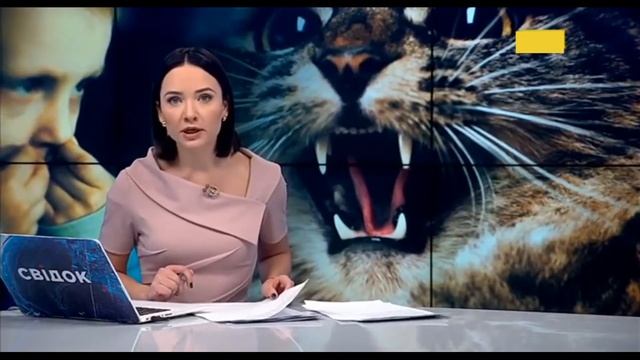 блатной кот против женщины!!!!!!!!!!!!!!!!!!!!