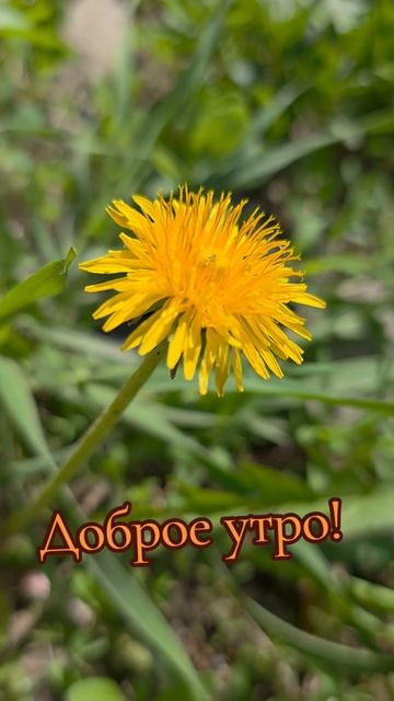Доброе утро !