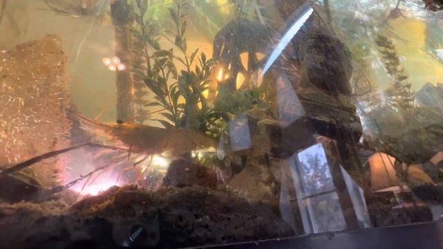 Inca Snails & Prawn Macrobrachium Rosenburgii