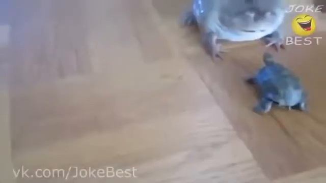 Приколы с котэ и другими животными