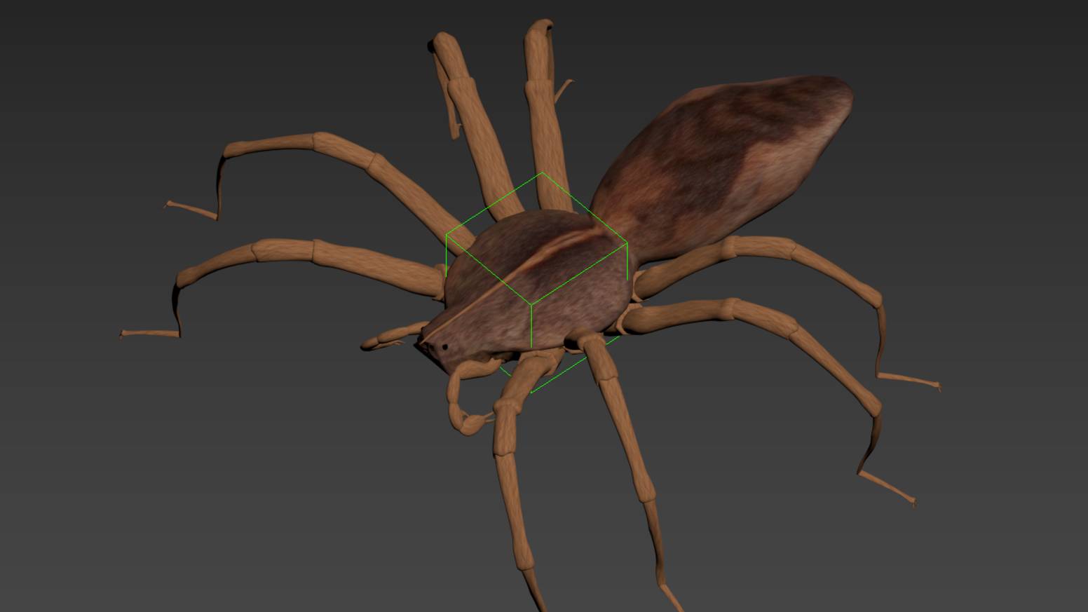 Домовой паук