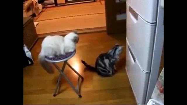 Прикольные кошки
