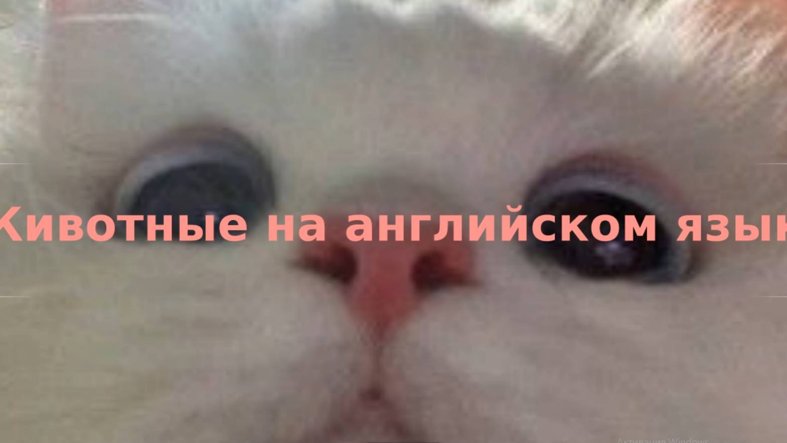 Животные на английском языке