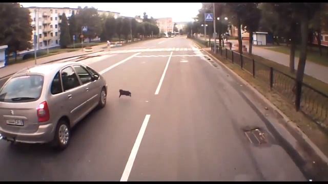 Прикольные кошки