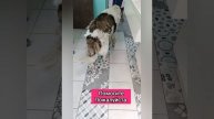 Собаке срочно нужна помощь