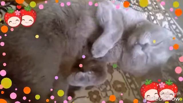 Нашли моего кота